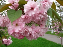 Цветы сакуры на Закарпатье