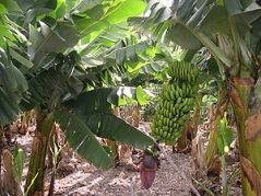 Экскурсия на банановую ферму